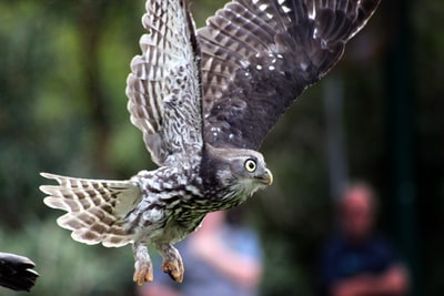 Brown and white owl on the fly
